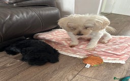 Maltipoo dogs for sale: Beautiful cheeky maltipoo, ball of fluff - Image 19