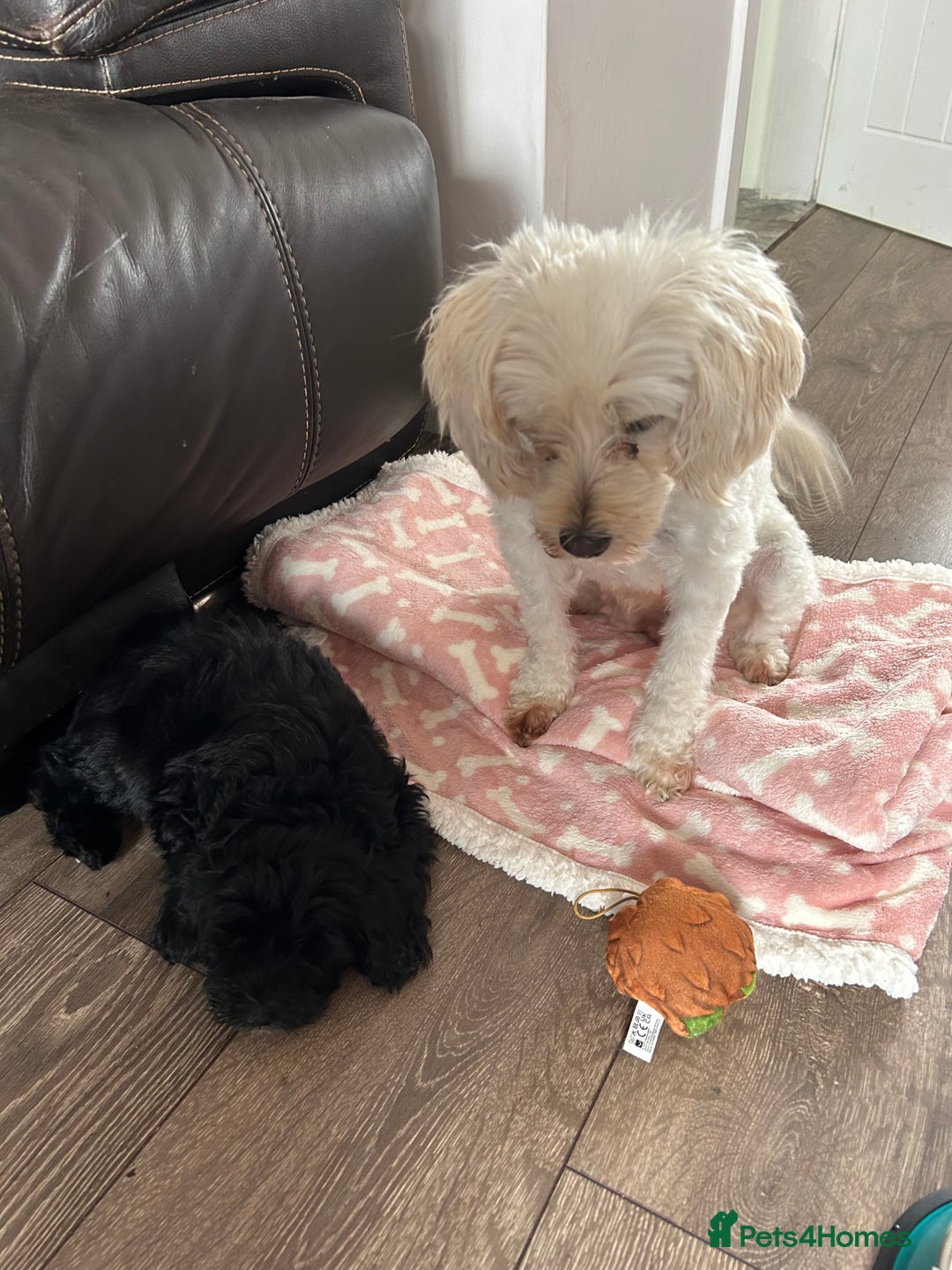 Maltipoo dogs for sale: Beautiful cheeky maltipoo, ball of fluff - Image 19