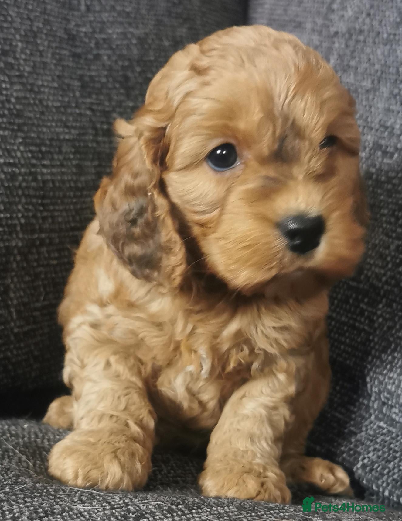 Cockapoo dogs F1 Cockapoo pups, KC reg health tested parents  - Advert 2