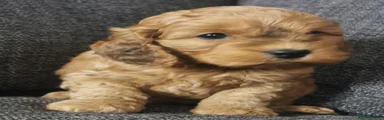 Cockapoo 4
