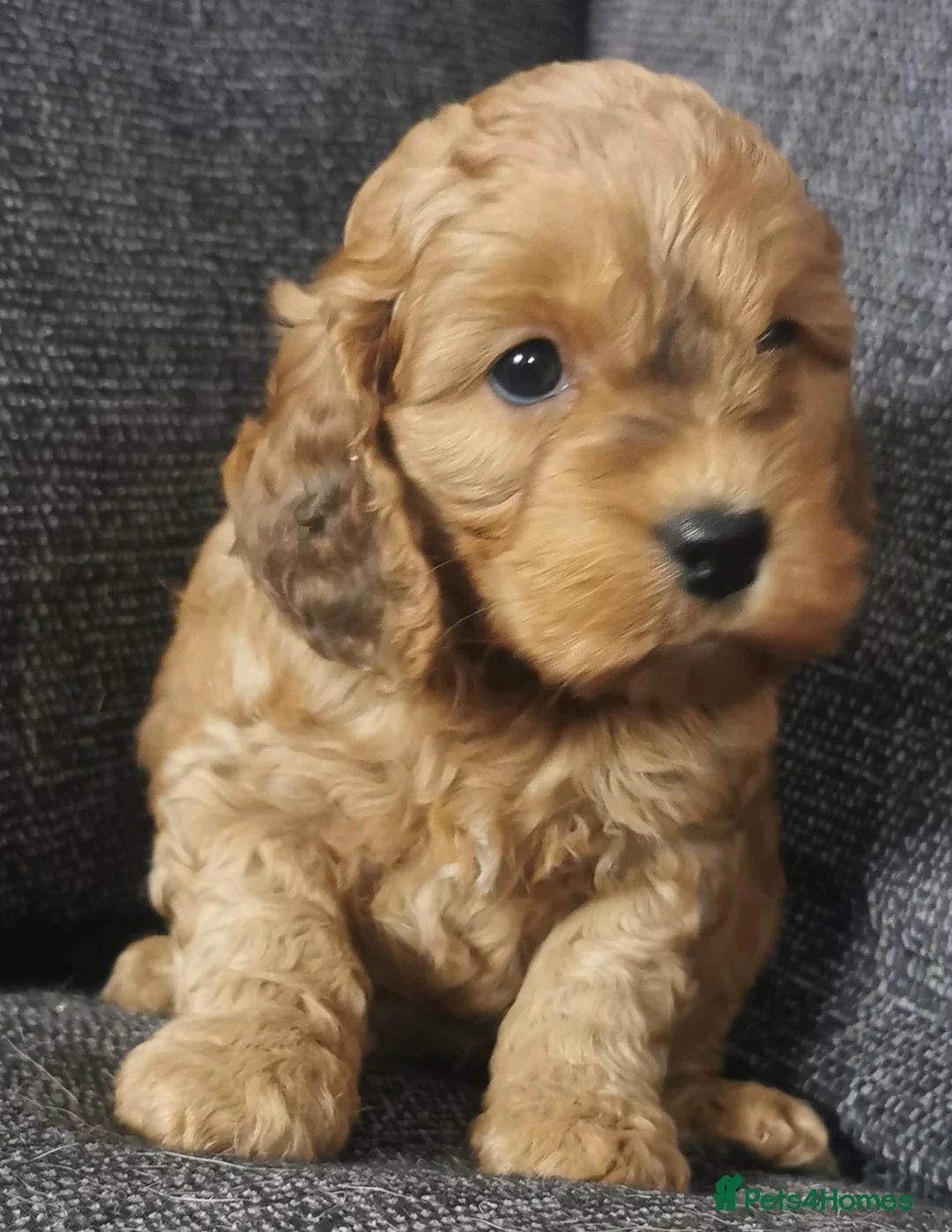 Cockapoo dogs for sale: F1 Cockapoo pups, KC reg health tested parents  - Advert 2