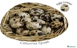 Quail poultry for sale: Healthy Quails for Sale! Eggs, Chicks  Adults - Image 6