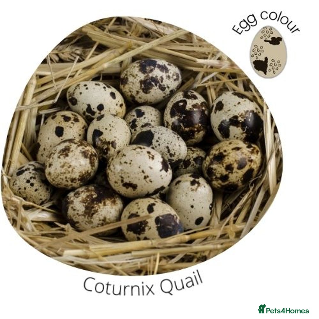 Quail poultry for sale: Healthy Quails for Sale! Eggs, Chicks  Adults - Image 6