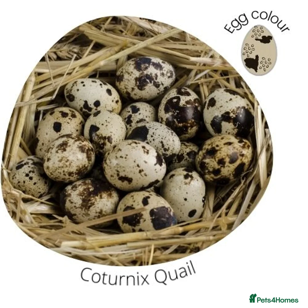 Quail poultry for sale: Healthy Quails for Sale! Eggs, Chicks  Adults - Advert 6