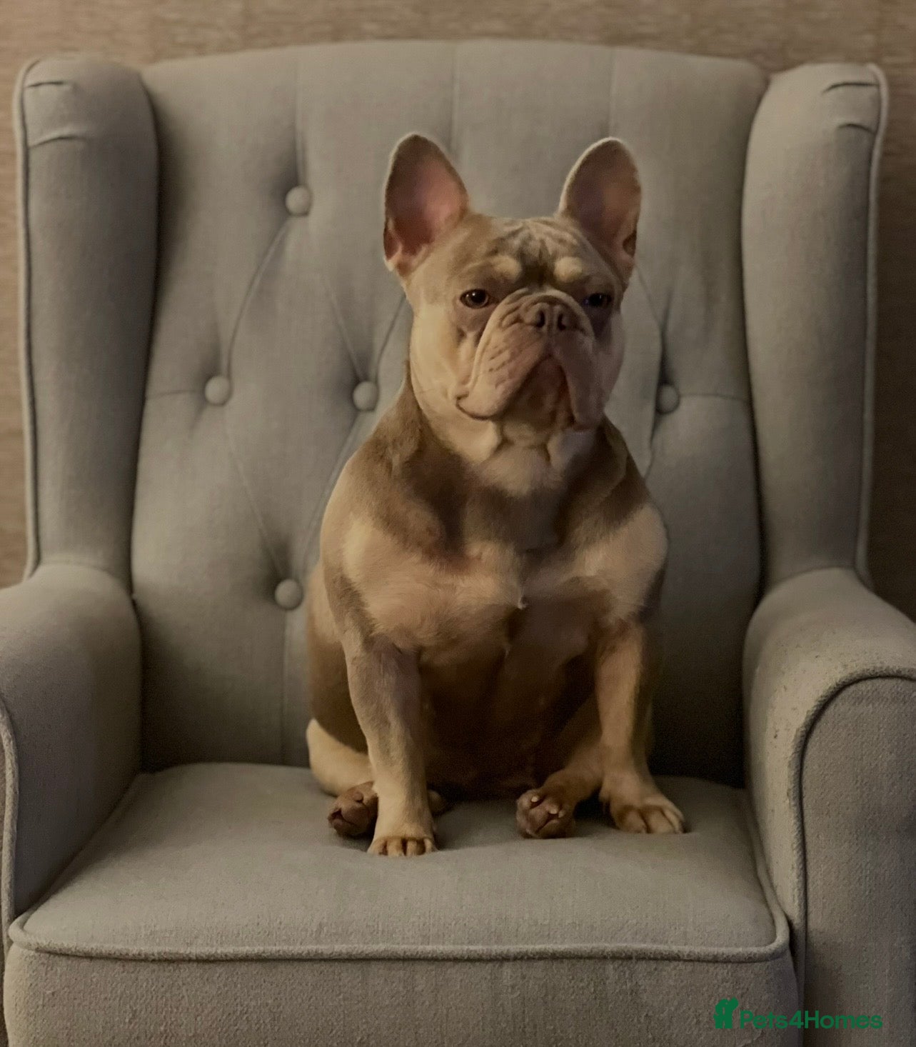 French Bulldog dogs Beautiful 3-year old French Bulldog  - Advert 1