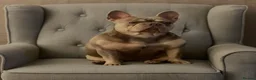 French Bulldog dogs for sale: Beautiful 3-year old French Bulldog  - Advert 1