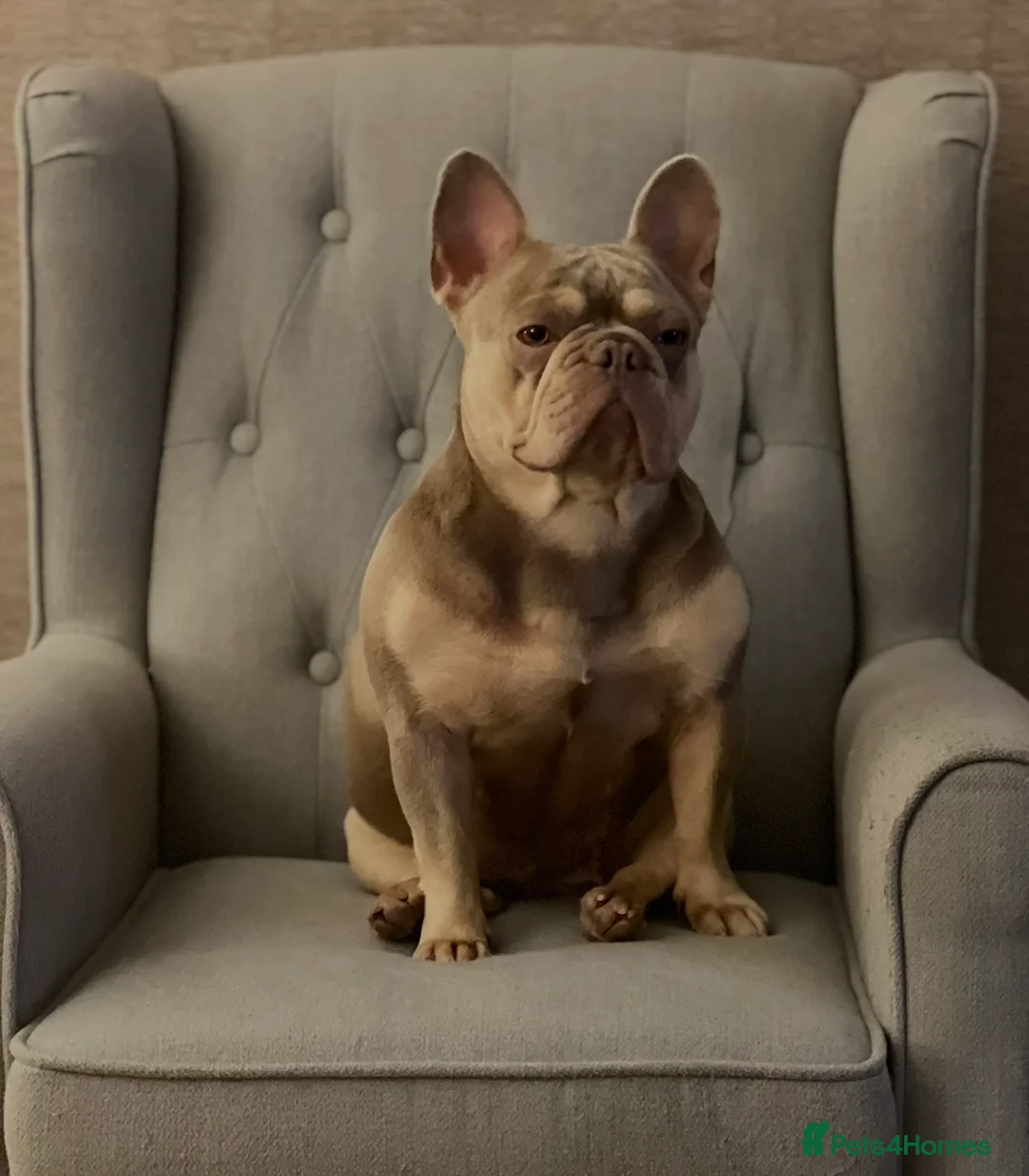 French Bulldog dogs for sale: Beautiful 3-year old French Bulldog  - Advert 1