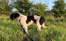 Mixed Breed dogs for adoption: Herby - Norwich Norfolk  - Image 12