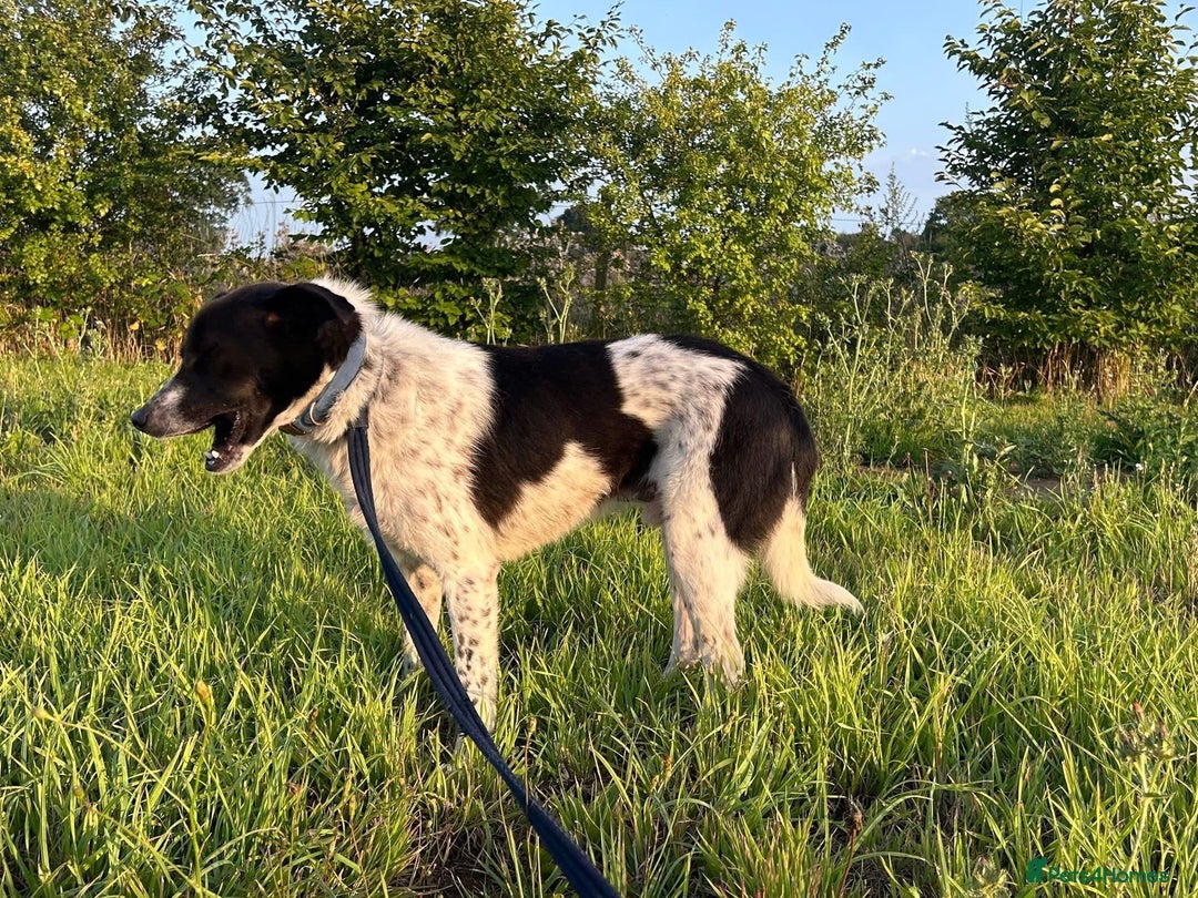 Mixed Breed dogs for adoption: Herby - Norwich Norfolk  - Image 12