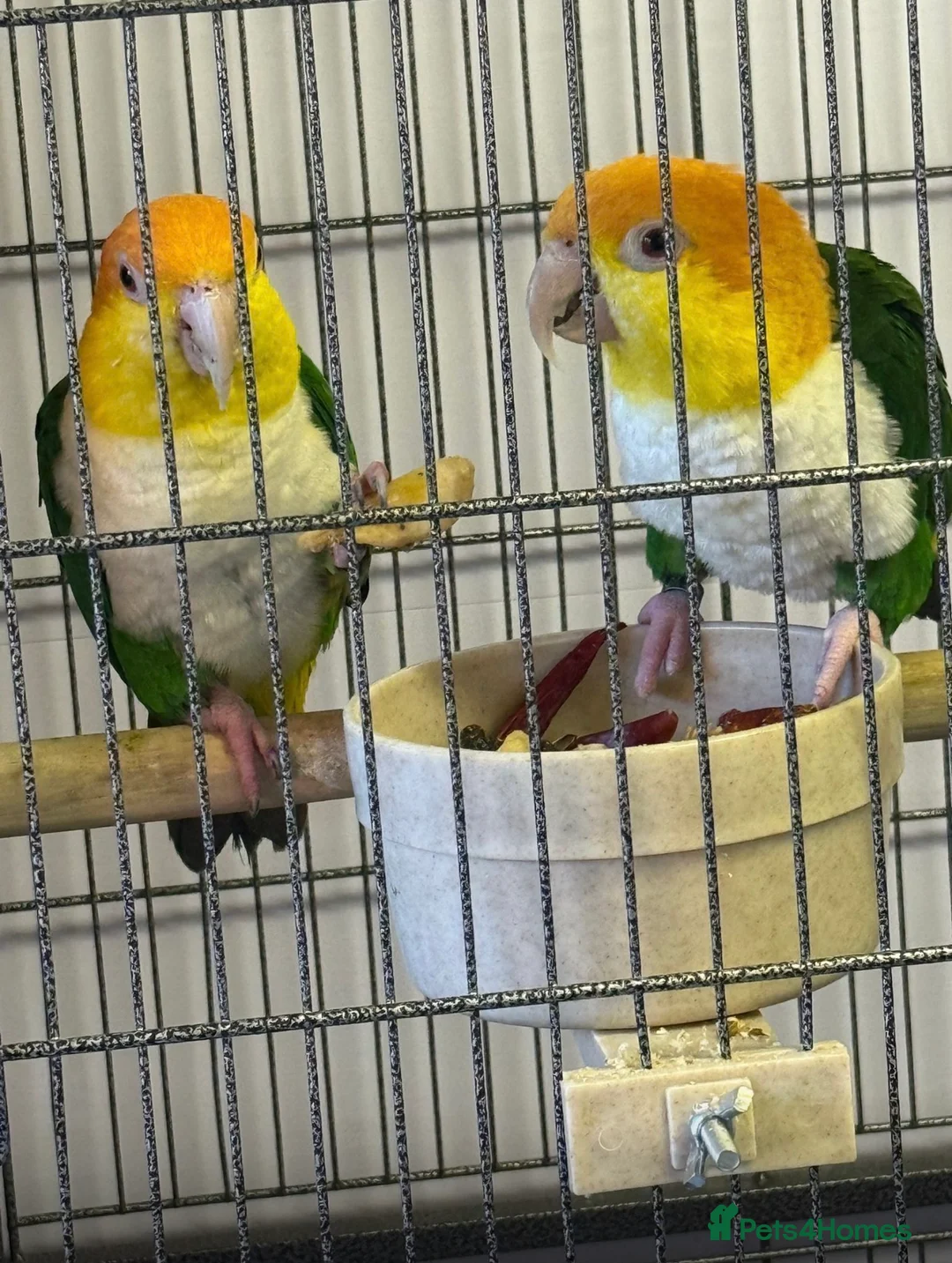 Parrots birds for sale: Caique  in Birmingham - Advert 2