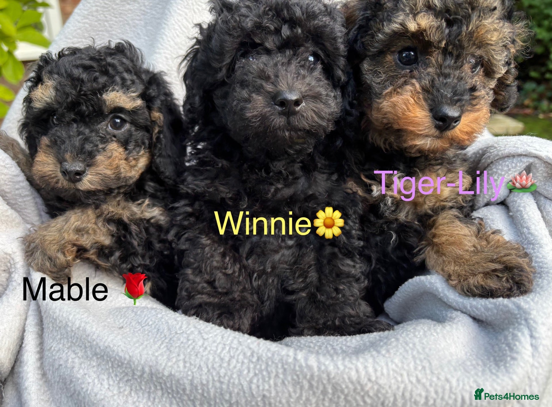 Toy Poodle dogs 3 Pedigree TOY POODLE GIRLS -ready now in Cheshire - Advert 2