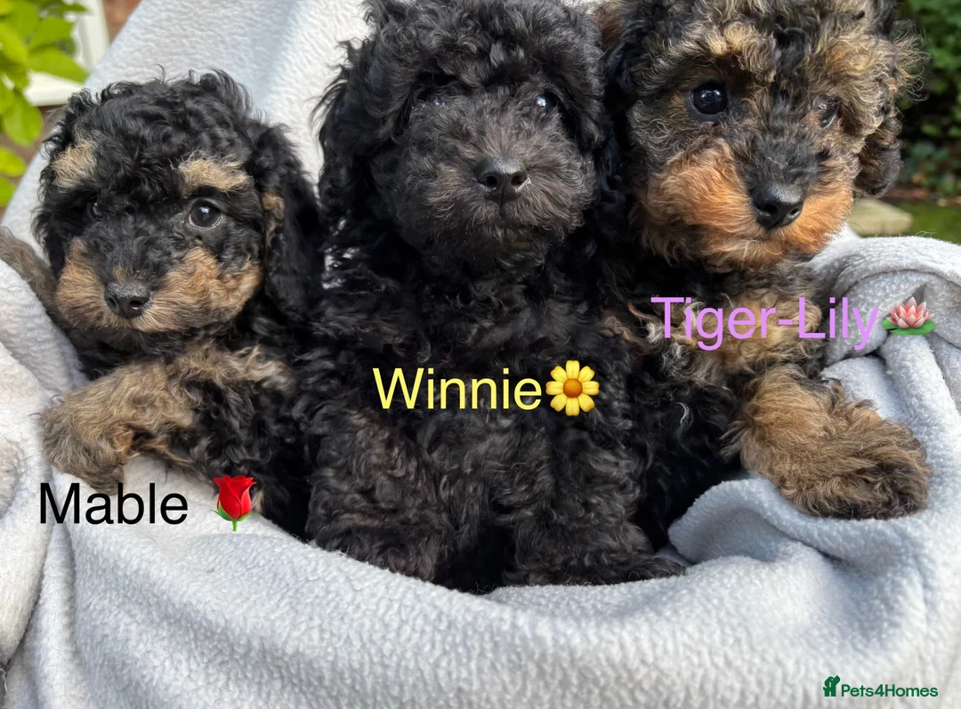 Toy Poodle dogs for sale: 3 Pedigree TOY POODLE GIRLS -ready now in Cheshire - Advert 1