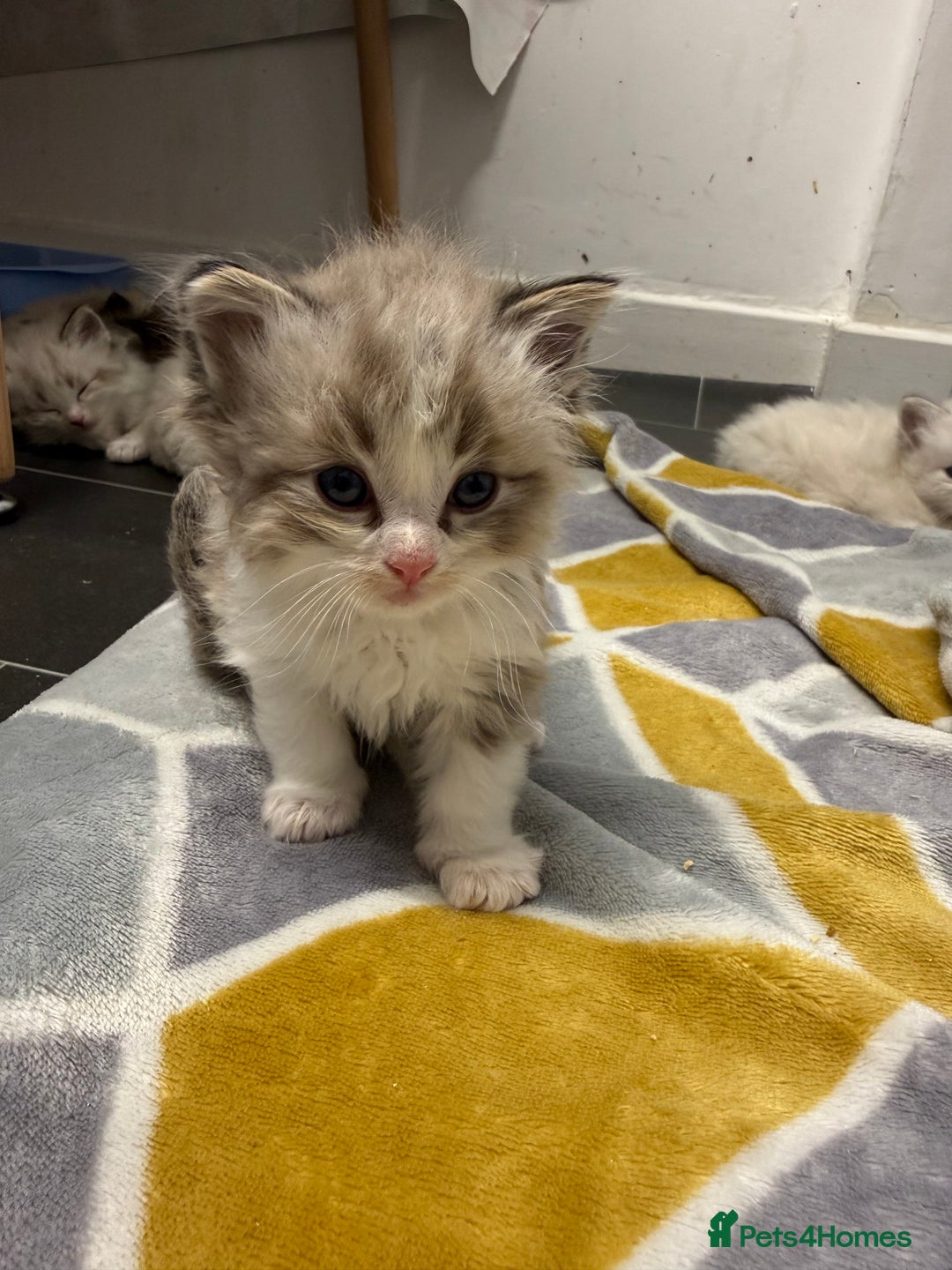 Ragdoll cats for sale: 4 Male Ragdoll Kittens  - Advert 23