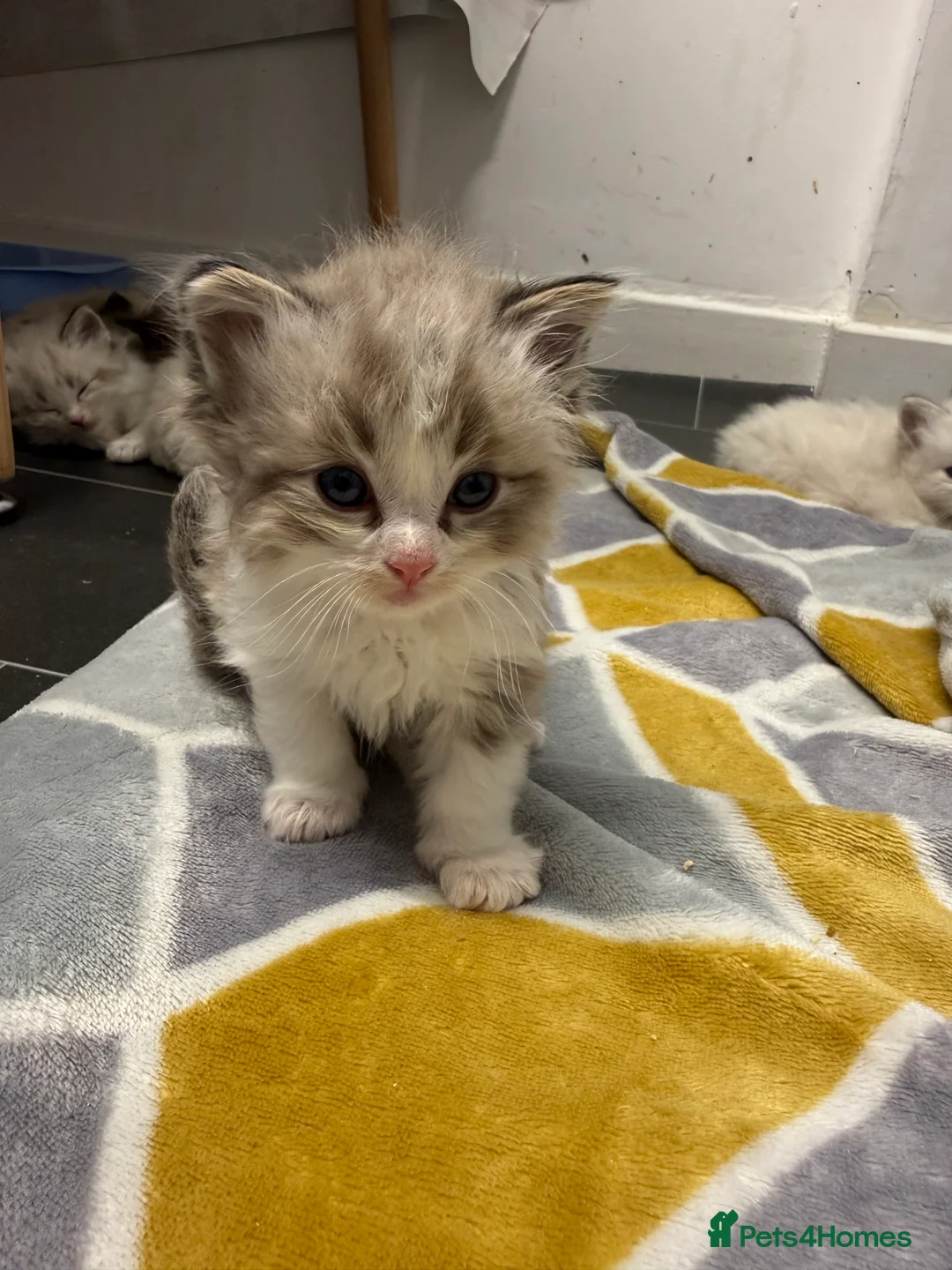 Ragdoll cats for sale: 4 Male Ragdoll Kittens  - Advert 23