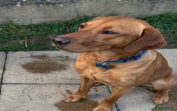 Labrador Retriever dogs for sale: KC Fox Red Labrador Litter.  - Image 4
