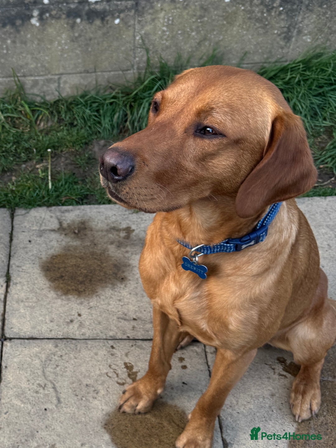 Labrador Retriever dogs for sale: KC Fox Red Labrador Litter.  - Image 4