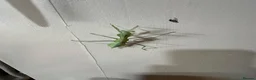 Stick Insects invertebrates for sale: Baby Stick Insects & Various Mantids Available! - Advert 7