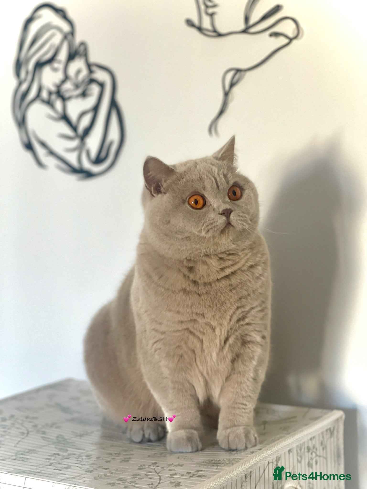 British Shorthair cats 💕Beautiful BSH lilac girl💕 - Advert 16