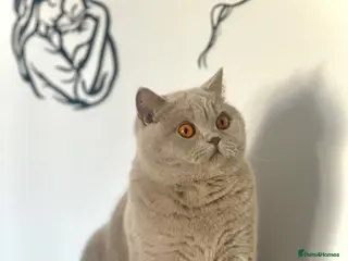 British Shorthair cats 💕Beautiful BSH lilac girl💕 - Advert 16