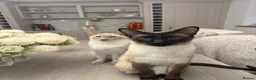 Siamese cats for sale: Sad rehoming needed  - Advert 1