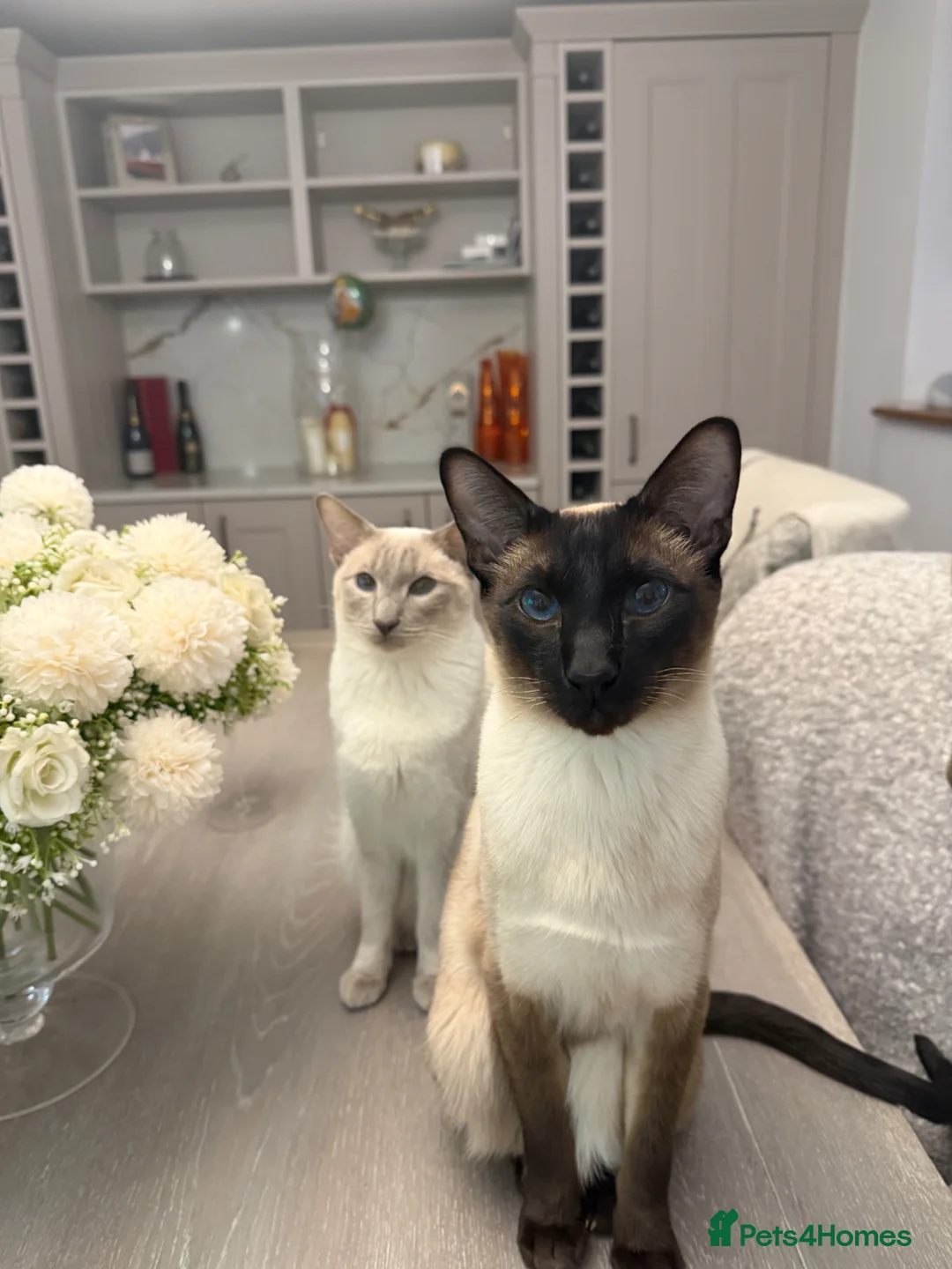 Siamese cats for sale: Sad rehoming needed  - Advert 1