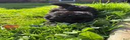 Pomapoo dogs for sale: Stunning Pomapoo Puppies  in Northampton - Advert 6