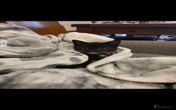 British Shorthair cats for sale: Lovely kittens  - Image 10