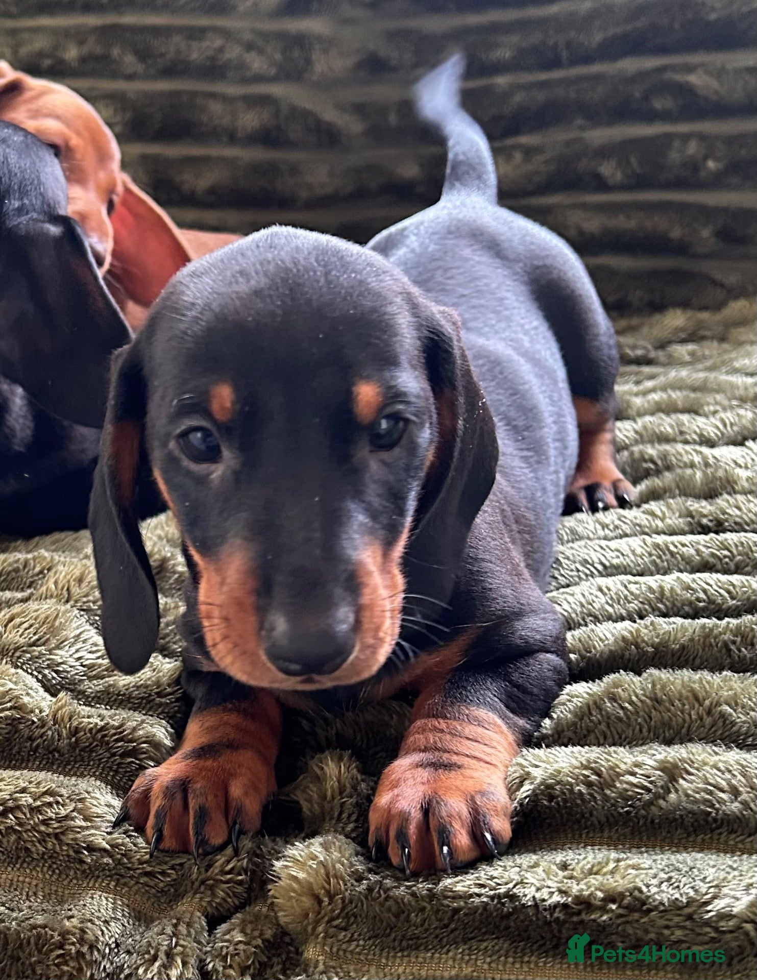 Dachshund dogs CHAMPION LINES - STANDARD KC SMOOTH DACHSHUNDS  - Advert 2