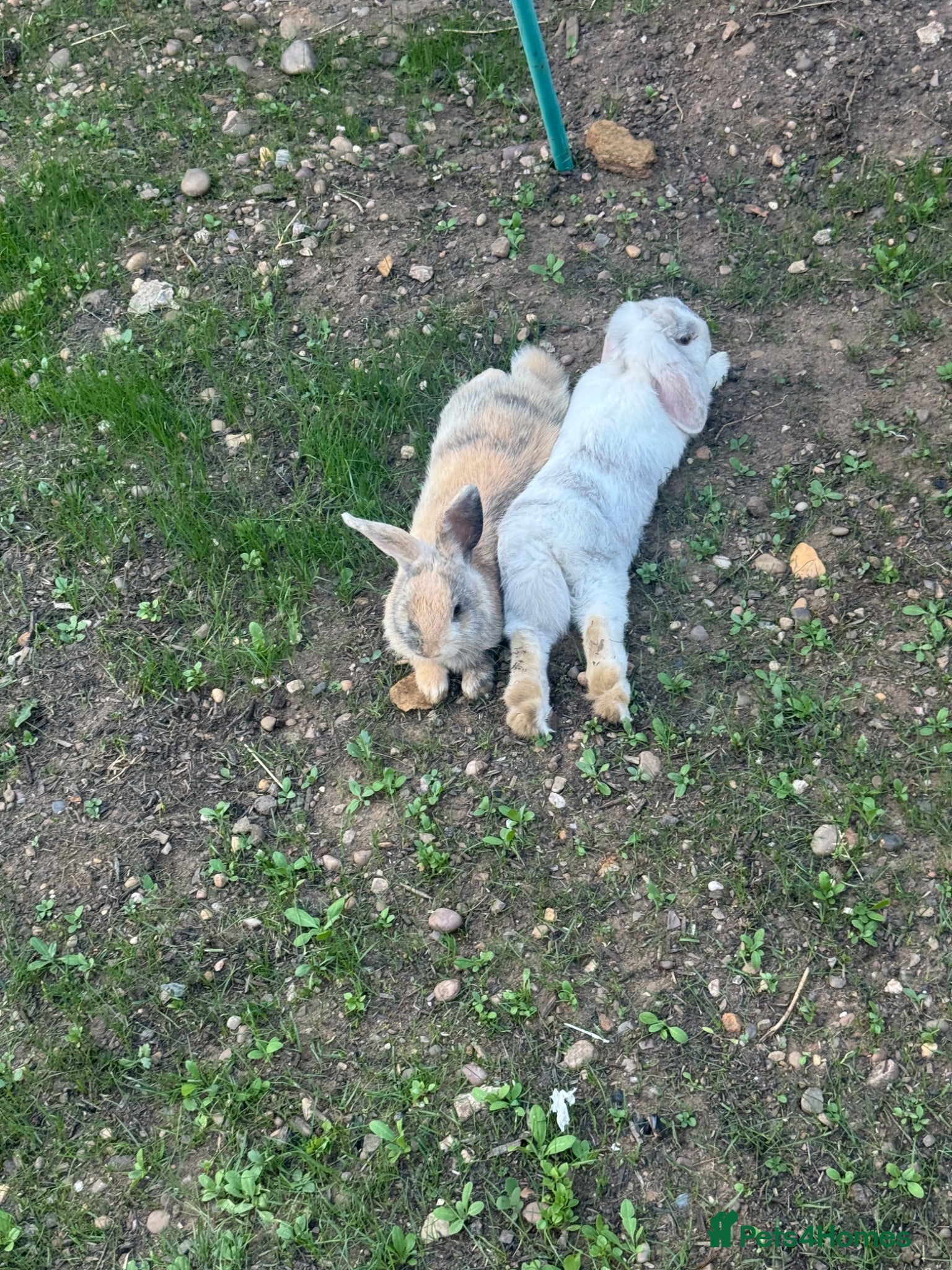Mixed Breed rabbits bonded pair rabbits - Advert 1