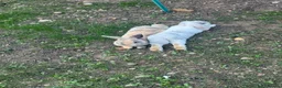 Mixed Breed rabbits for sale: bonded pair rabbits in Birmingham - Advert 1