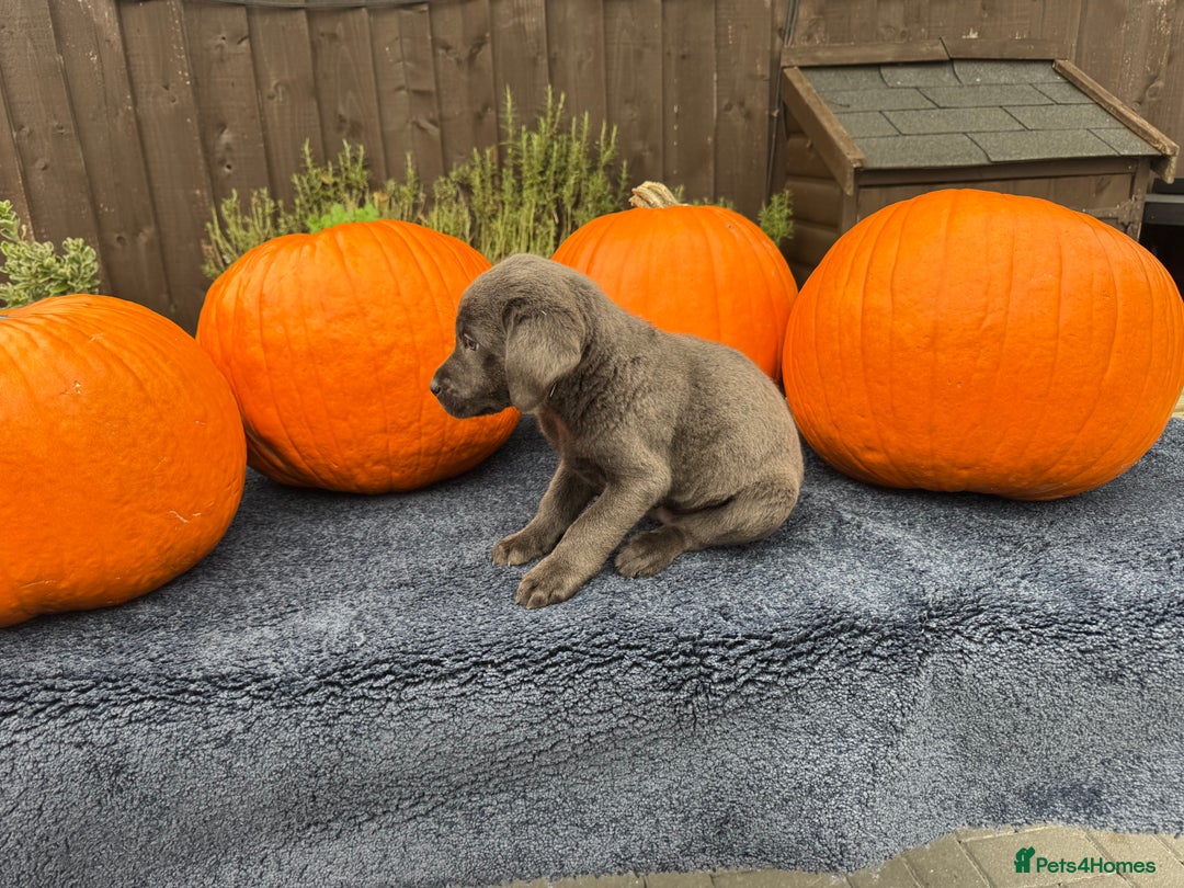 Labrador Retriever dogs for sale: stunning Lab Puppies Rare Colours & Family Raised - Image 20