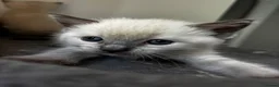 Mixed Breed cats for sale: RagdollxRussian blue kittens and mum all for sale - Advert 5