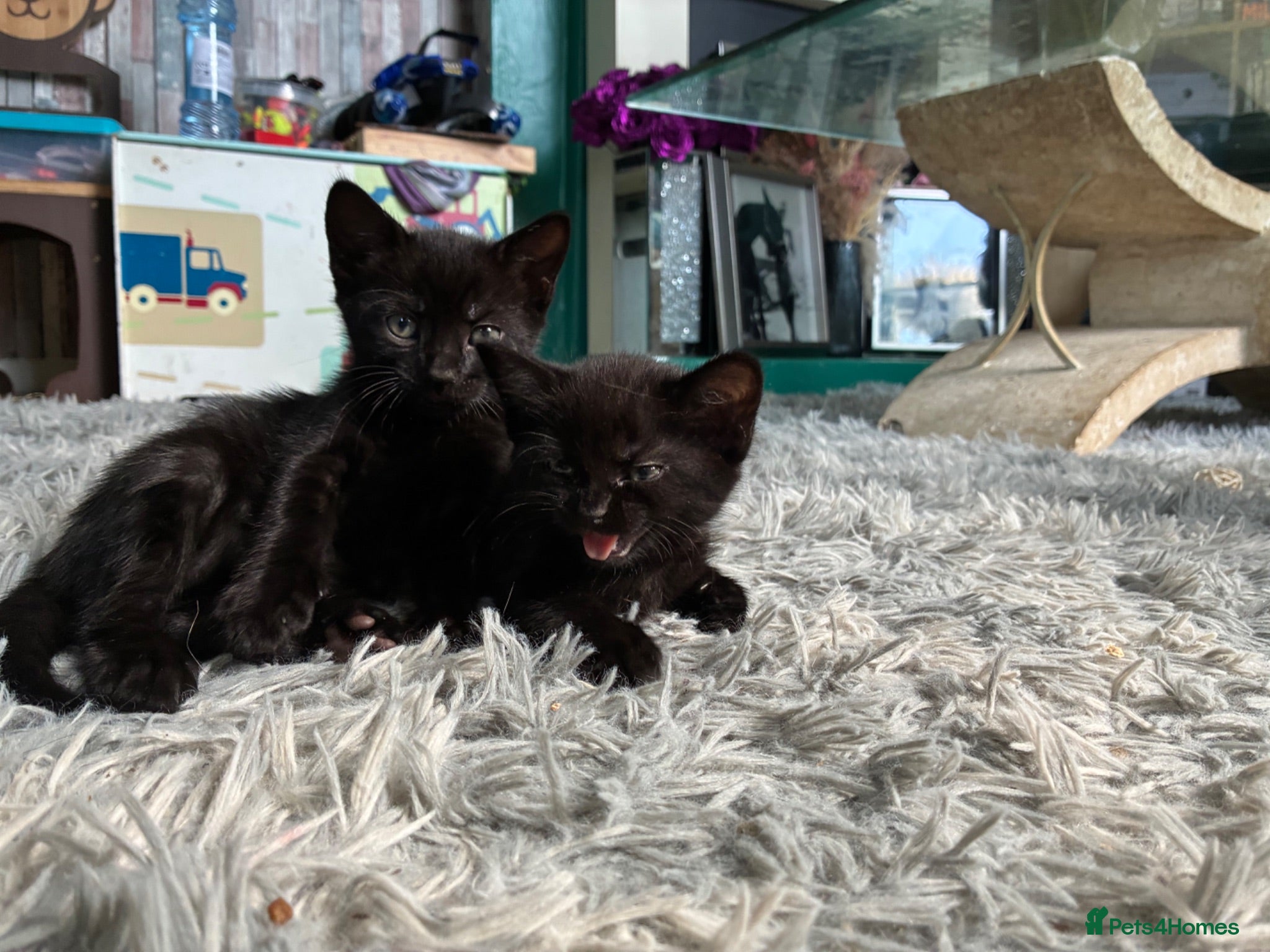 Bengal cats Half bengals majestic babies full of spots  - Advert 1