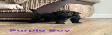 Purple Boy