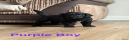 Goldendoodle dogs for sale: 🐾 GORGEOUS GOLDENDOODLE PUPPIES  - Advert 5