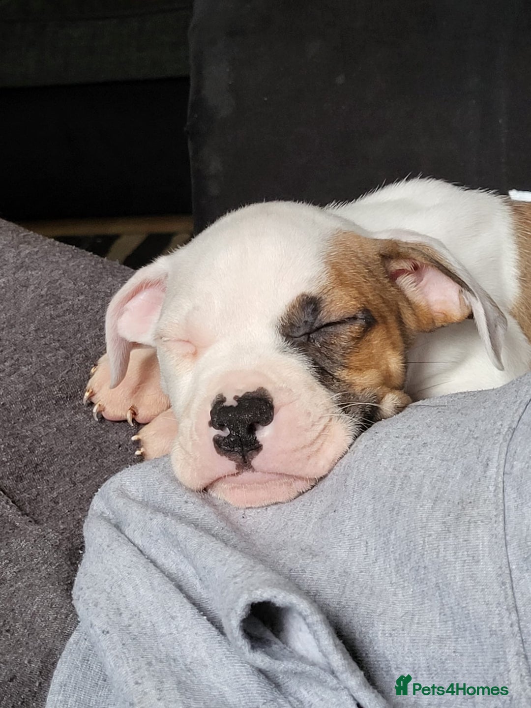 Mixed Breed dogs for sale: Urgent rehome for my 1 year old male  - Image 4