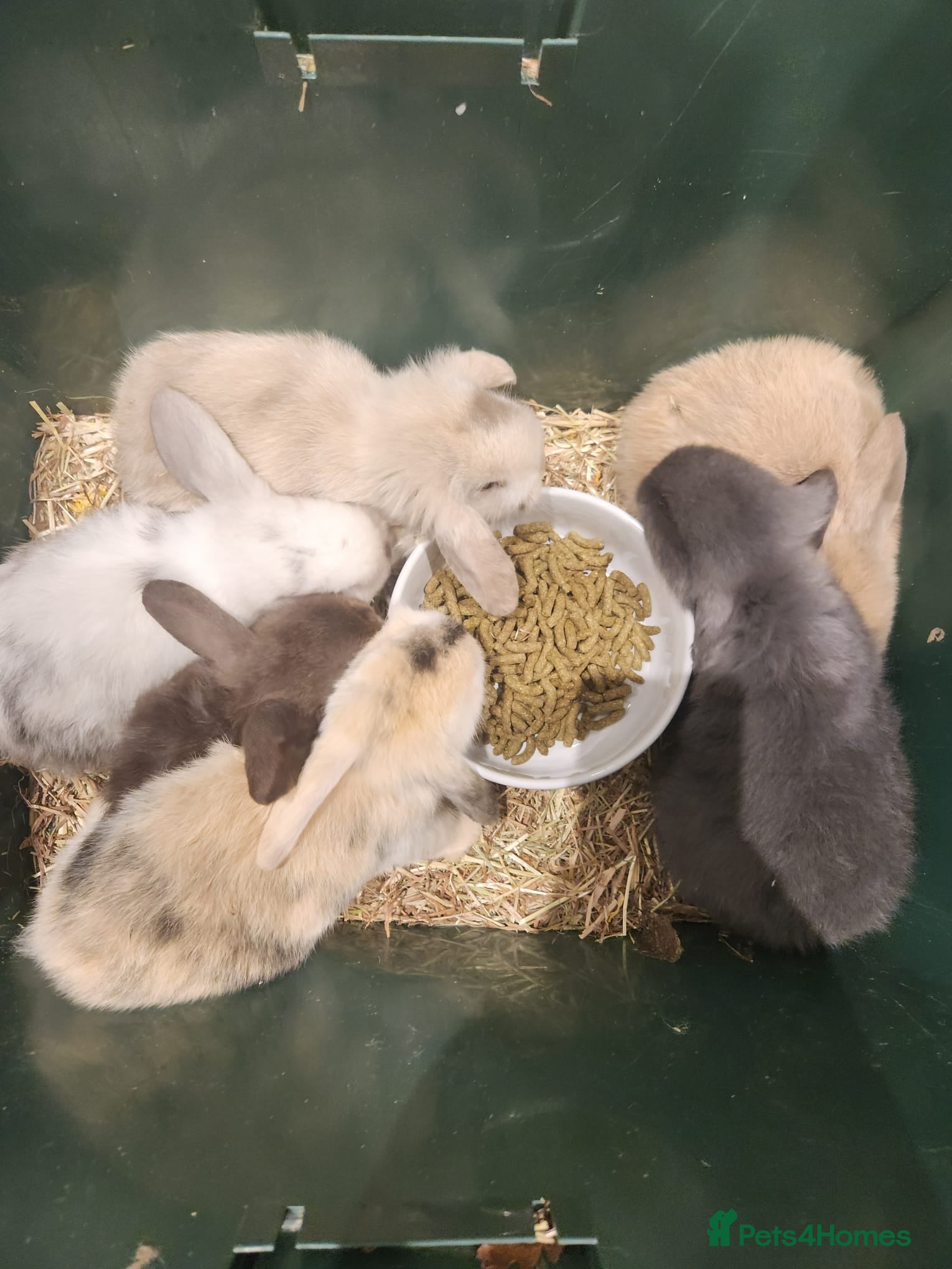 Dwarf Lop rabbits Dwalf lop babies for sale  - Advert 2