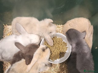 Dwarf Lop rabbits Dwalf lop babies for sale - Advert 1
