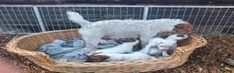 Jack Russell dogs for sale: Traditional Jack Russell Terrier pups - Advert 3