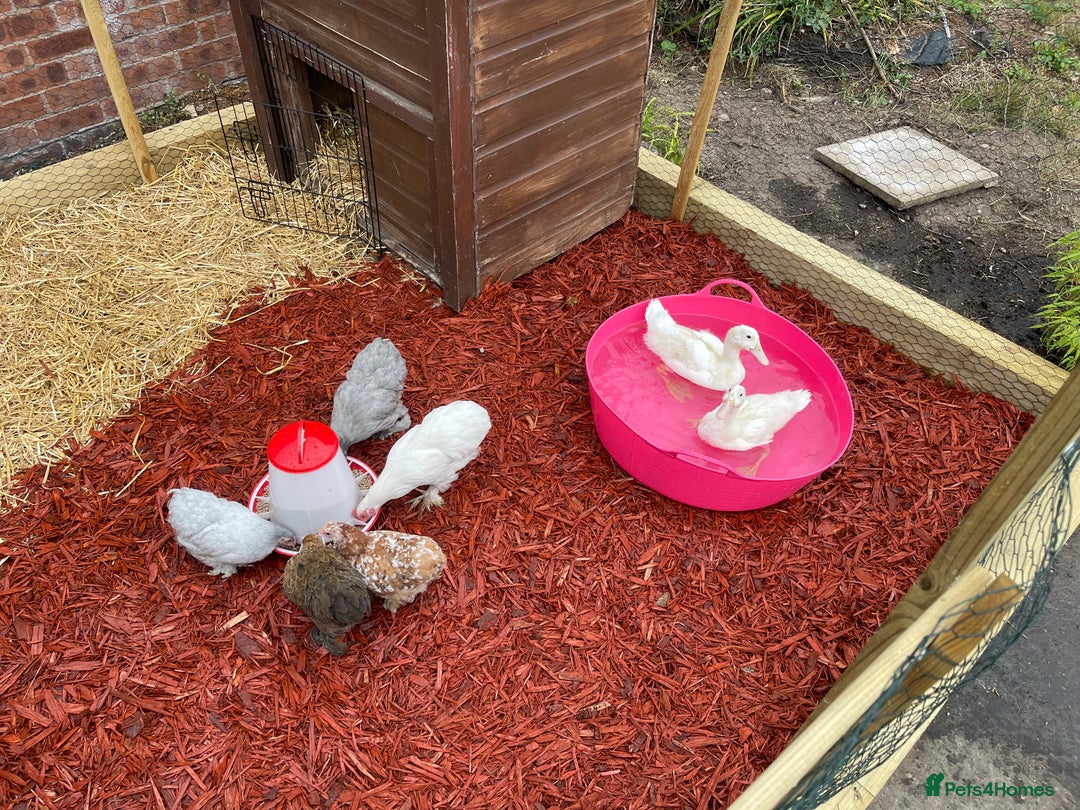 Chickens poultry for sale: Pekin Chickens and Chicks - Image 1