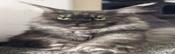Maine Coon cats for sale: MaineCoon World Champion Bloodlines/London  - Advert 16