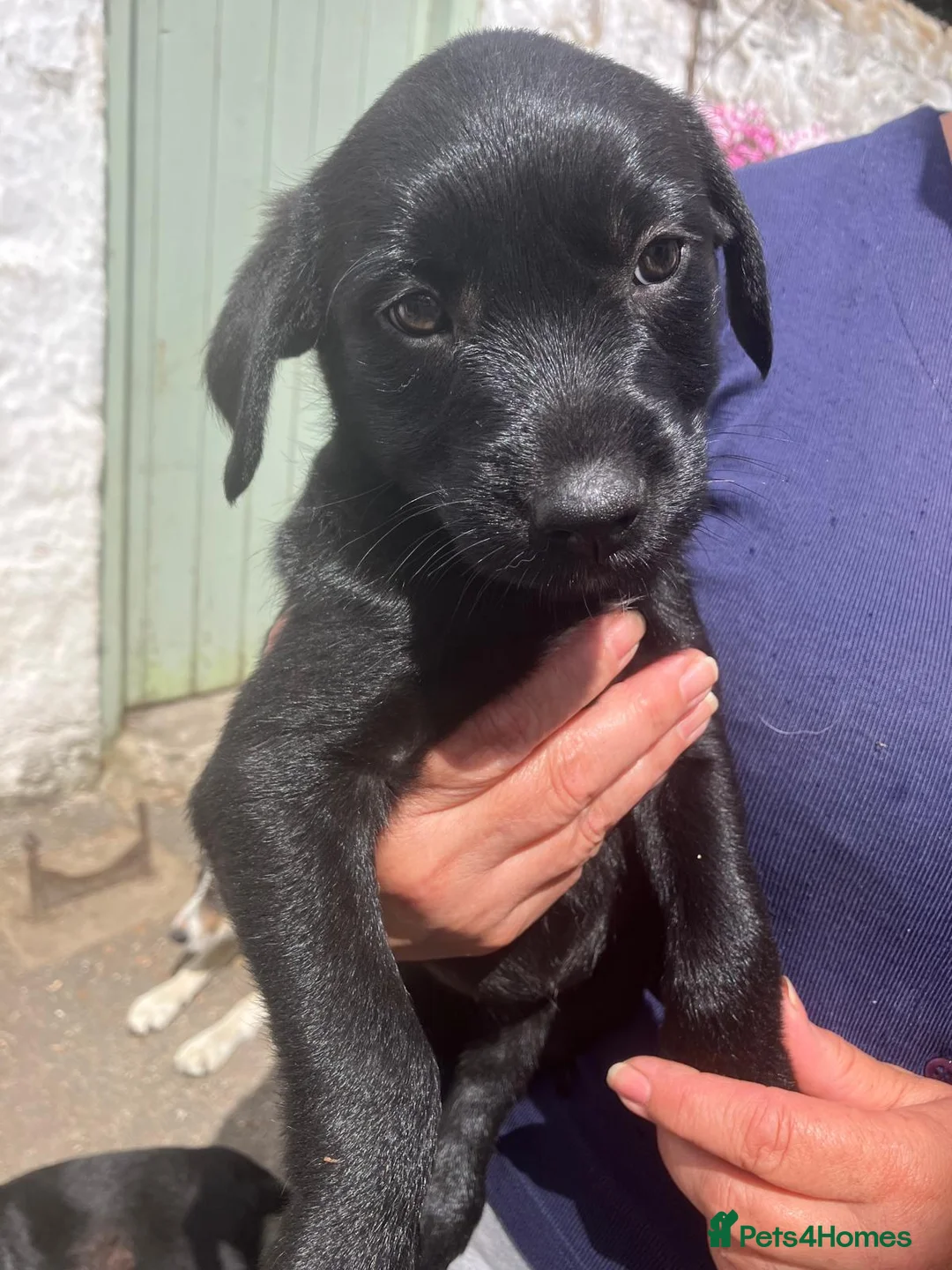 Mixed Breed dogs for sale: Beautiful Border Terrier X Puppies for sale.  - Advert 12