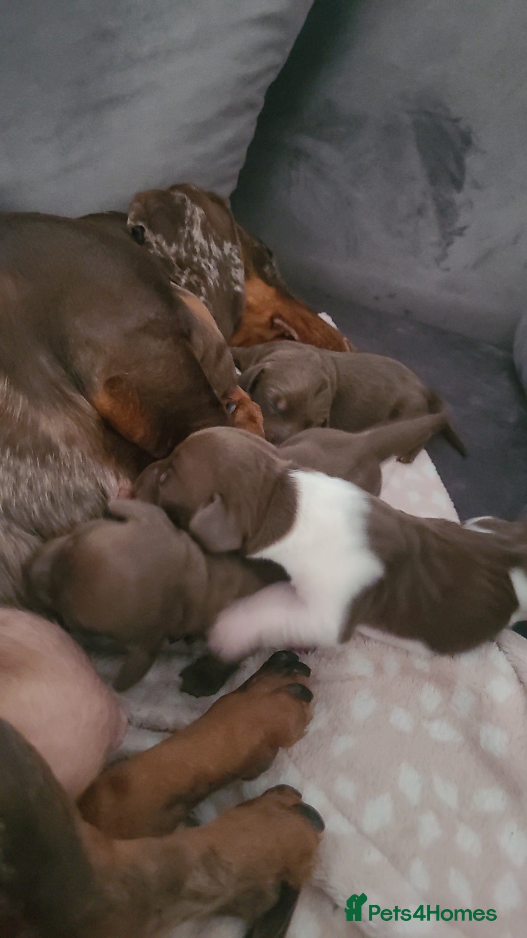 Miniature Dachshund dogs for sale: 3 daschund puppies for sale 2 M 1 F - Image 5