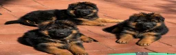 German Shepherd dogs for sale: Champion blood line GSD German shepherd  - Advert 1