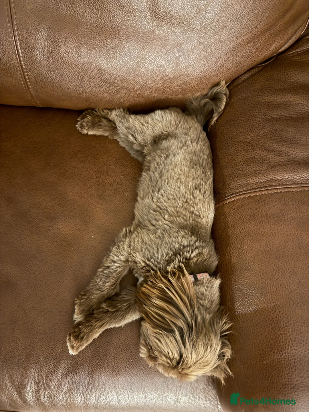 Shih Tzu dogs for sale: Imperial shihtzu 8 months old - Advert 2