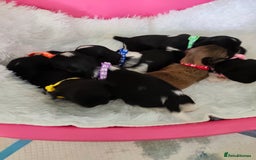 Shih Tzu dogs for sale: Shih Tzu puppies  - Image 1