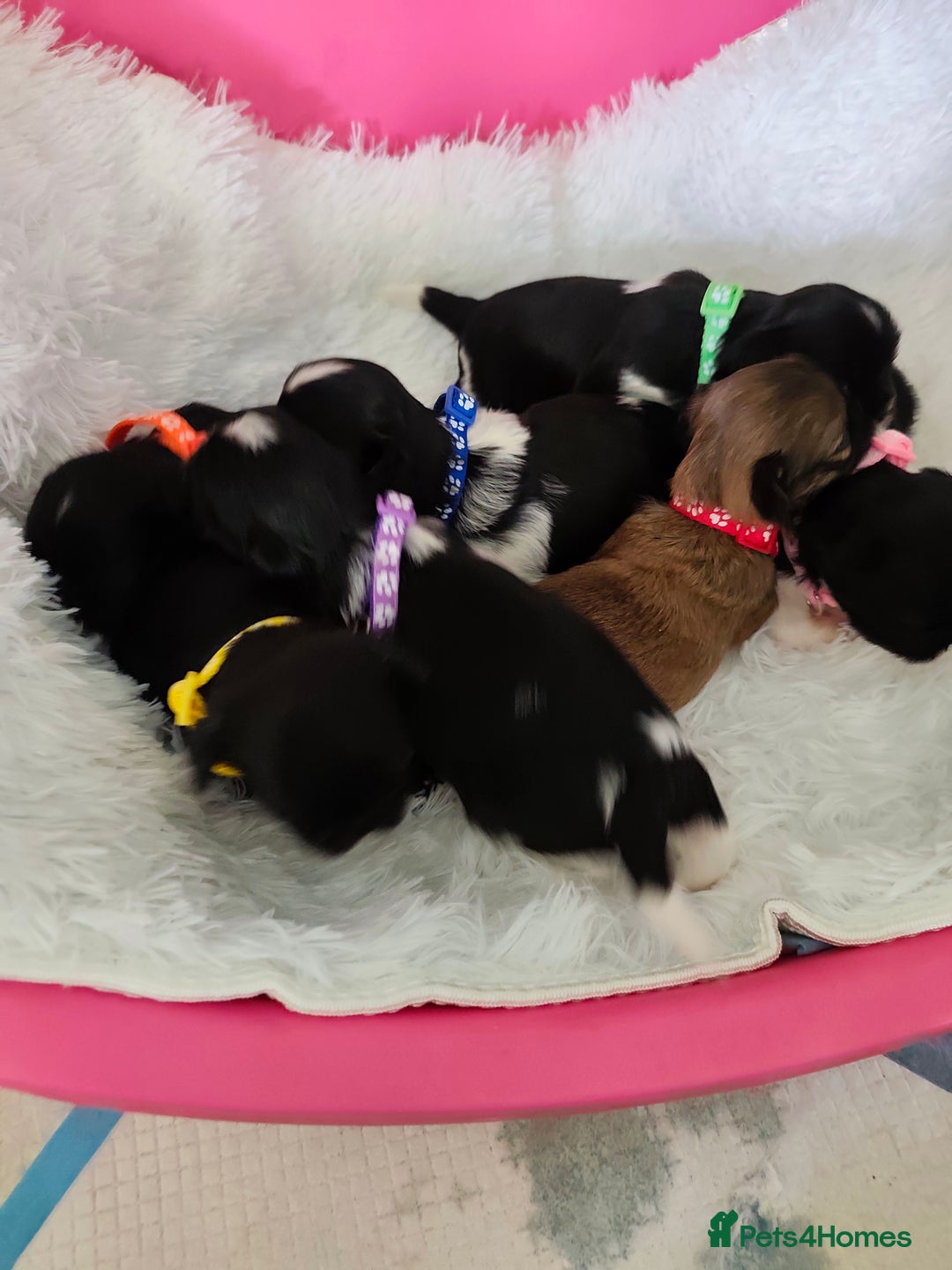 Shih Tzu dogs for sale: Shih Tzu puppies  - Image 1