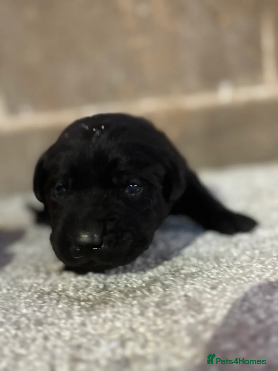 Labrador Retriever dogs for sale: Very chunky black Labrador puppies  in Wakefield - Advert 2