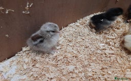 Chickens poultry for sale: Mixed breed chicks and set up - Image 11