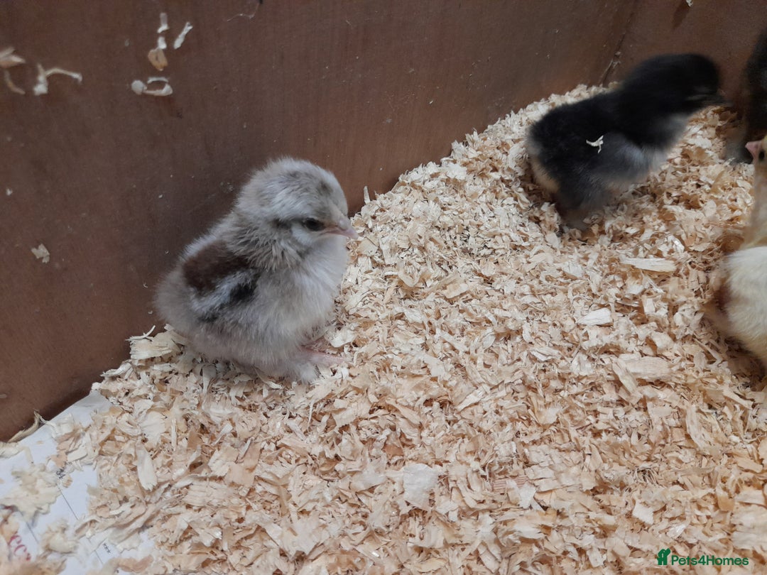 Chickens poultry for sale: Mixed breed chicks and set up - Image 11